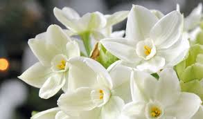 Paperwhite Narcissus Narcissus Tazetta Type Morning Glory Seeds December Birth Flower Narcissus Flower