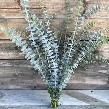 Image result for Eucalyptus