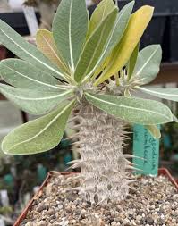 Image result for Commiphora pteleifolia