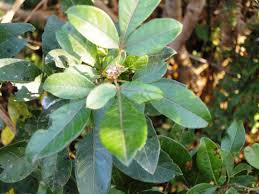 Image result for Searsia pyroides