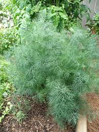 Dill is grown widely in eurasia. Growing Fernleaf Dill Bonnie Plants Plants Planting Herbs Garden Pests