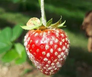 Horticultural crop diseases | Research | Uni of Herts