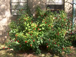 See full list on gardeningknowhow.com Best Flowers To Plant In North Texas Frisco Lawn Pros
