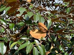 Image result for Chrysophyllum