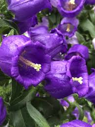 Modello di sfondo senza soluzione di continuità. Campanule Fiori Estivi Blu Violetti Natura In Mente Calliopea