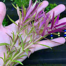 Image result for Hygrophila hippuroides
