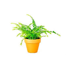 Image result for ledviník