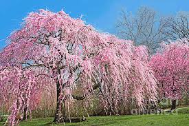 We did not find results for: Pink Weeping Cherry Tree In Bloom Carry All Pouch For Sale By Regina Geoghan