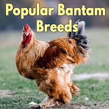 Check spelling or type a new query. Popular Breeds Of Bantam Chickens