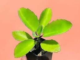 Image result for Bryophyllum