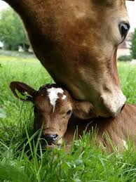 Kuh Und Kalb Mutter Und Kind Die Mutterliebe Im Tierreich Schone Tierbilder Kuhe Und Kalber Susseste Haustiere Tiere Und Haustiere