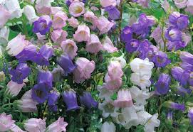 Check spelling or type a new query. Campanula Medium Bells Of Holland Canterbury Bells
