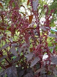 Atriplex Hortensis Atropurpurea Arroche Pourpre Fleurs De La Sauvagine Vivaces Plante Jardin Fleurs