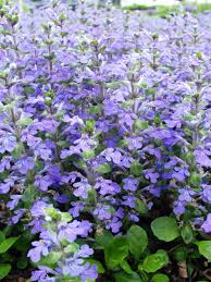 Image result for Ajuga