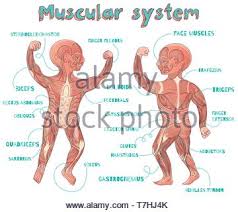 Jun 08, 2021 · 30 human body facts for kids. Human Muscular System For Kids Vector Color Cartoon Illustration Human Muscles Scheme Stock Vector Image Art Alamy