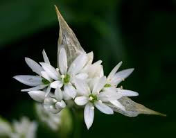 Image result for Allium ursinum