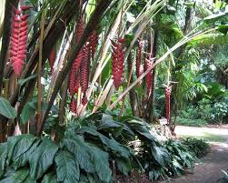 Gardens Of The World Cairns Botanic Gardens Tropical Landscape Design Tropical Garden Tropical Landscaping