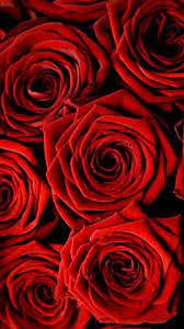 286 hd android wallpapers for download. Rose Wallpaper For Iphone Best Hd Wallpapers Rose Wallpaper Flower Phone Wallpaper Red Flower Wallpaper