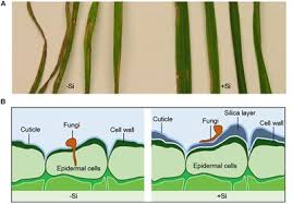 Check spelling or type a new query. Frontiers Role Of Silicon On Plant Pathogen Interactions Plant Science