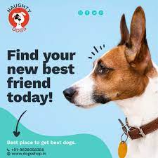 Woof gang bakery & grooming clearwater has the largest selection of raw diets in clearwater, fl with a strong emphasis on holistic natural care. Best Dog Shop Jaipur Dog Shop Near Me Best Dog Breeders In Jaipur