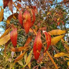 Image result for Searsia rogersii