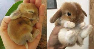 Your Dog S Sleeping Position Tells You A Lot Here Are 50 Dog Behaviors And What They Mean Bunny Cute Bunny Sleeping Dogs