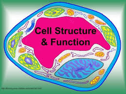 For example, the animal cells have centrioles, which specialize in aiding cell division. Do Now Cell Factory Analogy Ppt Video Online Download