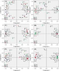 Image result for Phacelurus gabonensis