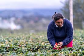 Die hilli fruits haben ihre wurzeln im heimatland ihrer gründerin ecuador. Hilli Fruits Rawtime Werbeagentur Videoproduktion Kaiserslautern