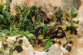 Image result for Rytigynia monantha