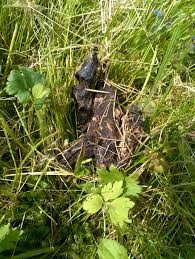 Igelkot erkennen: ist das Kot vom Igel? - Page 2 - Hausgarten.net