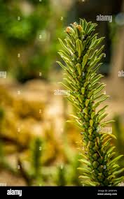 Image result for Monadenium lugardiae