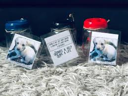 Safe haven puppy rescue va. Safe Haven Rescue Ms Home Facebook