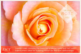 Some flowers that mean love also represent friendship, loyalty and appreciation. Rose Color Meanings Ftd Com