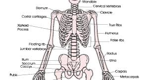 Check spelling or type a new query. Gambar Kerangka Manusia Dan Fungsinya Updatenya