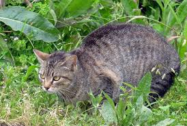 They also have slightly scratched my leather seats with their back claws, their front ones are removed. How Do I Keep Cats Away From My Yard And Off My Property Dengarden Home And Garden