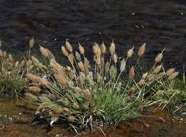 Image result for Polypogon