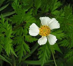 Image result for Bidens grantii