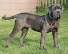 The Full List of Mastiff Dog Breeds 2020 - MerchDope