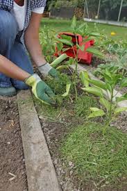 Rasenschnitt Zu Schade Fur Die Biotonne Rasen Pflanzideen Gartenschadlinge