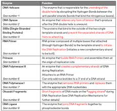 Image Result For Dna Replication And Enzymes Enzymes Biology Dna Replication Science Biology