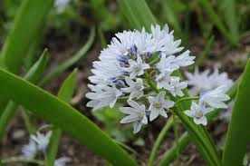 Image result for Bulbostylis pusilla