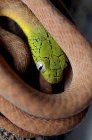 For example, snakes that need good eyesight to hunt during the day have eye lenses that act as to see in different colors, animals use visual pigments in their rods and cones that are sensitive to. Green Cat Snake Eyes Portrait Nature Reptile Wildlife Animal Wildlife One Animal Pxfuel