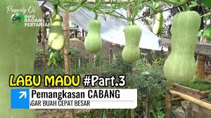 Tips pemupukan labu agar cepat berbuah jumbo. Menanam Labu Madu Di Polybag Pemangkasan Cabang Agar Buah Cepat Besar Part 3 Youtube