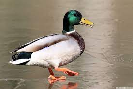 Enté — enté … ente —  ɑ̃t  n. Ente Steckbrief Aussehen Infos Und Bilder Fotos Im Internet