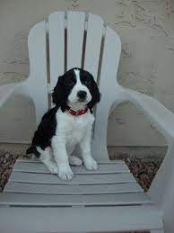 Lexie English Springer Spaniel Puppy At 10 Weeks Springer Spaniel Puppies Springer Spaniel English Springer Spaniel Puppy