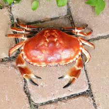 Krabbe Krebs 32cm Figur Garten Teich Skulptur Statue Gusseisen Schlusselversteck