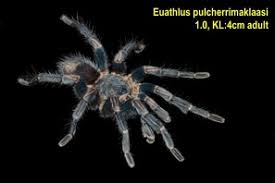 Euathlus pulcherrimaklaasi ingår i släktet euathlus och familjen fågelspindlar. Euathlus Spp Vogelspinnenbilder Vogelspinnenforum Schweiz