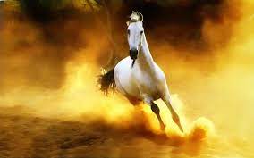 wild horse wallpaper wild horses wallpapers horse wallpaper horses beautiful horses