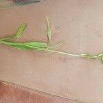 Image result for Dipcadi viride